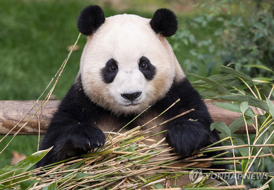 지난 3일 일반 공개 마지막 날 '푸바오'의 모습. (서울=연합뉴스)