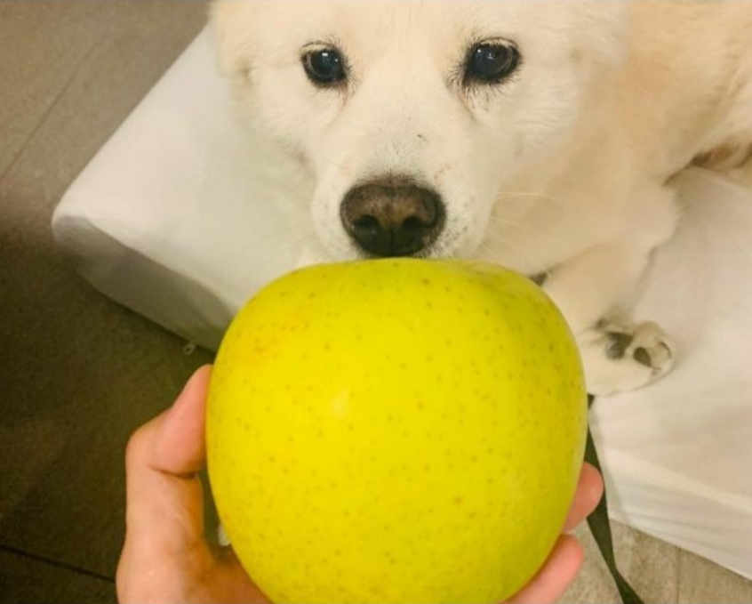 2021년 윤석열 국민의힘 대선 경선 후보가 전두환 씨 옹호 발언에 대해 사과한 이후 SNS에 자신의 반려견에게 사과를 주는 사진을 올려 논란이 됐다. 당시 SNS 게시물 갈무리.