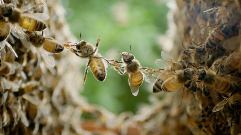 EBS 창사특집 SF 자연다큐멘터리 〈꿀벌〉